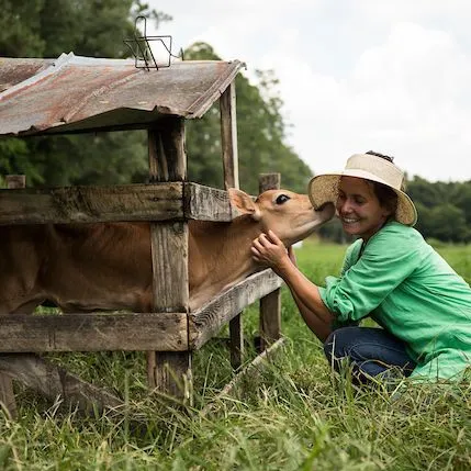 thumbnail for publication: Factors that Affect Calf Selling Price at Marketing